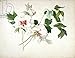 Produktbild Alu-Dibond-Bild 130 x 100 cm: "Japanese Tree Peony (Paeonia suffructicosa), 1815 (w/c, gouache, gum arabic over pencil on paper)", Bild auf Alu-Dibond