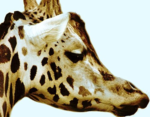 Fliesenbild Giraffes In Love Giraffen Küssen Familie Liebe Afrika, Fliesengröße:15 cm x 15 cm;Größe:60cm x 120cm - 3