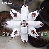 Las semillas reales Mini Cactus 100 PC mezcladas raras plantas suculentas Bonsai Flores Perenne Planta de hierba para la cubierta fácil crecer en macetas de 16