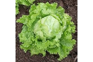 MES GRAINES POTAGÈRES Lotto di 500 Semi di Lattuga Bionda da Parigi - Varietà produttiva - Resistente al calore - insalate croccanti - 100% naturale - Qualità gustativa - Garanzia di germinazione - Riproducibile