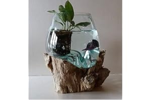 EXOTICA-IMPORT Aquarium ou Vase en Verre soufflé sur Racine de Bois, modèle Unique (Hauteur Environ 30cm). Vendeur Francais. Choix sur Photos envoyées après Votre Commande. Livraison en Point Relais.
