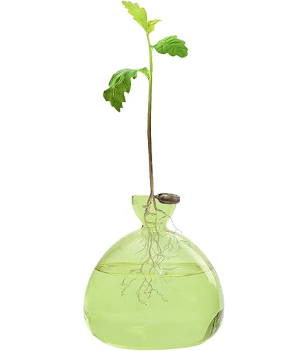 Vase Avocat En Verre Transparent – Germination Facile Et Décoration Naturelle Pour Bureau Ou Maison