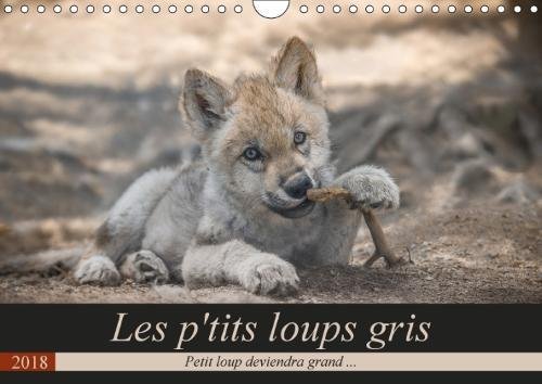 Download Les P'tits Loups Gris 2018: Petit Loup Deviendra Grand ... Download Les P'tits Loups Gris 2018: Petit Loup Deviendra Grand ...