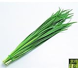 balcon plantation poireau graines taux de germination hacheur de poireau montagne de hautes graines de légumes sur 100seeds