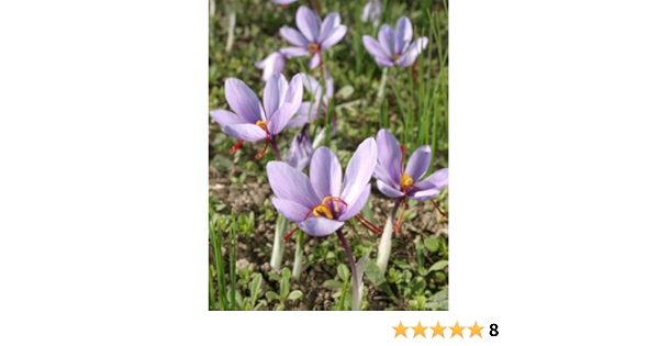 Seedeo Saffron Crocus Sativus 10 Bulbs Amazon De Garten