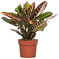 DECOALIVE Crotón Petra Planta Natural de Interior Hojas de Colores