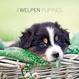 Welpen, Broschürenkalender 2013 by 