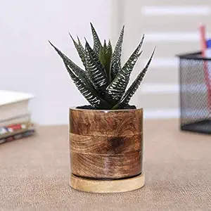 Lasaki Longbottom Beach Wooden Pot with Plate Wooden Stand for Table Top Indoor Plants Planters Flower pots Outdoor Succulent Pot (wp5)