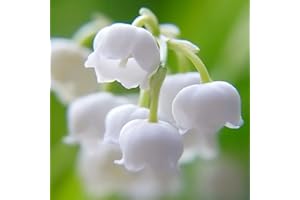 ALASINES Rizoma di Mughetto/Fioritura quattro stagioni/Resistente al freddo e alla siccità/Piantato all'interno e all'esterno del giardino-10 Rizoma,G