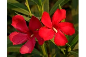 Oleandro Rosso intenso "Nerium Oleander" pianta in vaso ø9 cm - Vivaio di Castelletto