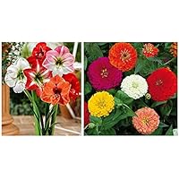 Kraft Seeds Zinnia Dahlia Flowers Mix GMO-free Seeds (Multicolour) & Amaryllis Lilly Flower Bulbs (2 Bulbs) Combo