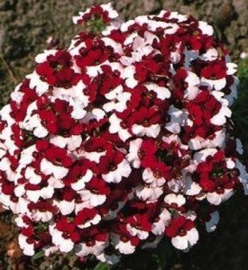Rot-Weiße Nemesie 40 Samen, Dänische Flagge, Elfenspiegel Samen (Nemesia Danish Flag)