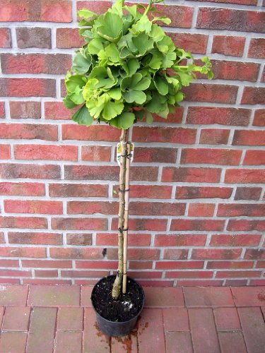 Ginkgo Marieken-Stämmchen, Kugel-Ginkgo, Höhe: 110 cm