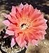Produktbild PLAT FIRM GERMINATIONSAMEN: Ben Hur Schick echinopsis Hybrid, trichocereus, lobivia