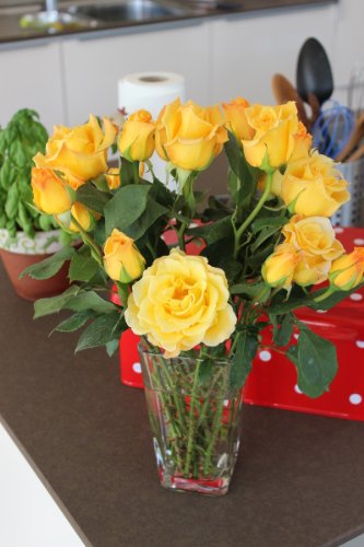 Rose Gelber Duft – Kräftige Pflanze im 6lt Container - 4