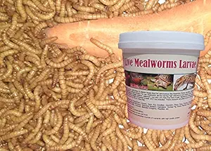 N.G.M. Agrocare Fresh Live Mealworms Larvae - Bulk Protein & Vitamin Treats Food for Carnivorous Like Aquarium Fishes and Birds, Reptiles, Monkeys and Other Pets (400 Numbers Fresh Live Larvae)