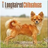 Longhaired Chihuahuas 2014 - Langhaar-Chihuahuas: Original BrownTrout-Kalender [Mehrsprachig] [Kalender] by 