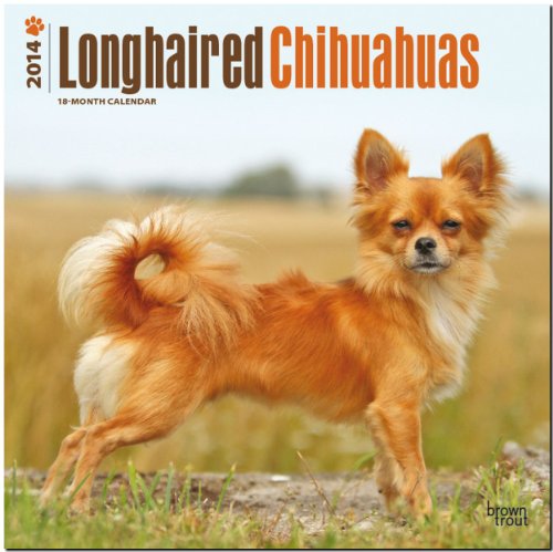 Longhaired Chihuahuas 2014 - Langhaar-Chihuahuas: Original BrownTrout-Kalender [Mehrsprachig] [Kalender]
