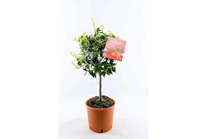 Mandarin-träd 80–100 cm – Citrus reticulata – vinterhård mandarin växt i kruka – doftväxt och prydnadsväxt för balkong, terrass och trädgård – ätbara frukter