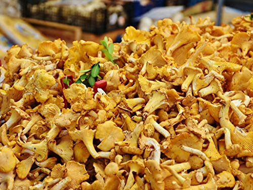 Preisvergleich Produktbild Lais Puzzle Pfifferlinge 500 Teile