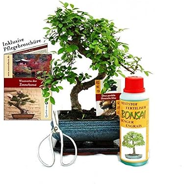 bonsai olivenbaum pflege Olivetree Olea Europaea bonsai XXL