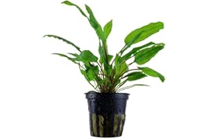 PlantasAcuario Planta acuática CRYPTOCORYNE WENDTII GREEN GECKO planta de acuario viva y natural para acuario plantado en maceta de 5cm