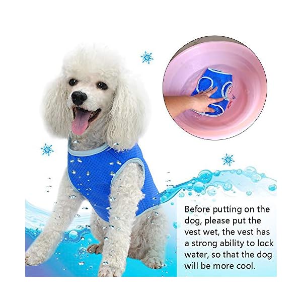 Crufts Pet Cooling Vest in Colour Box, Small Dogs.co.uk