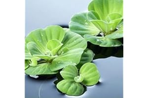 Haloppe 200 Stück Pistia Stratiotes Pflanzensamen für die Bepflanzung des Hausgartens, Aquariumpflanze Pistia Stratiotes Samen Pool Aquarium Teich Dekor Pistia Stratiotes Samen