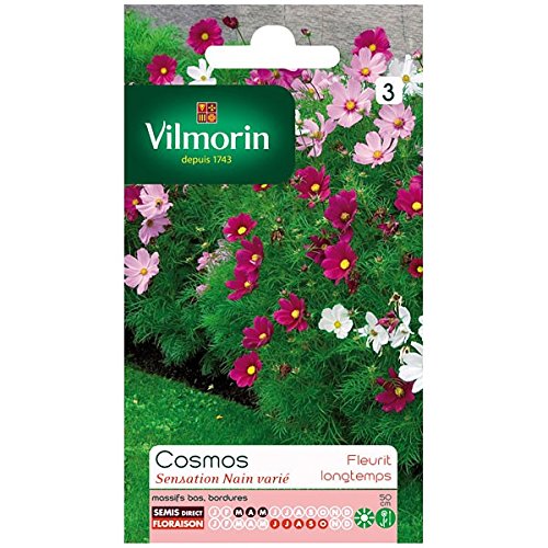 Preisvergleich Produktbild Vilmorin - Dwarf Cosmos Sensation