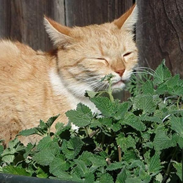 Dogal Catnip Kedi Nanesi Tohumu 100 Tohum Amazon Com Tr Bahce
