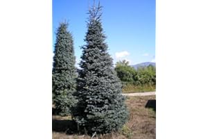 Tree Seeds Online - Four Different Conifer Trees. 25 of Each. 100 Seeds - 1 Packs