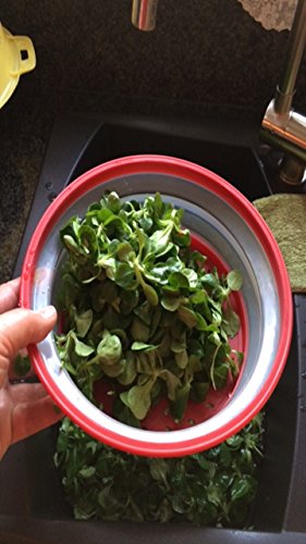 1 faltbare Mikrowellenhaube / Mikrowellenabdeckhaube – Deckel / Tellerabdeckhaube für Mikrowelle Ø ca. 26,5 cm - 6