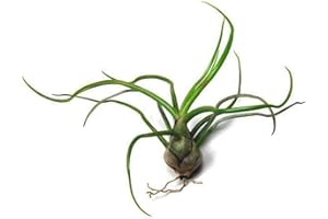 BIOTOPE AQUATICS LTD Air Plant - Easy to Keep House Airplant - Tillandsia Gift Bromeliad (Bulbosa)