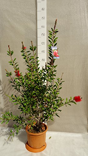 Callistemon Australischer Lampenputzer Zylinderputzer Zierpflanze Zitronenduft – verschiedene Größen (100-120cm – Topf 30cm) - 4