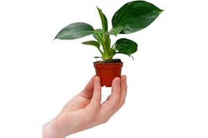 PLNTS - Baby Philodendron Birkin - Plante verte - Plante d'intérieur en 6 cm Pot - Hauteur 15 cm