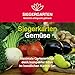 Produktbild SIEGERGARTEN® Gemüse-Karten: Natürlich erfolgreich Gärtnern | perfekt für Anfänger, Selbstversorger & Bio-Garten