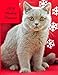 Produktbild 2019 Weekly Planner: Large Size 8.5x11 Organizer Diary with Goal Setting & Gratitude Sections, British Shorthair Kitten, Lilac Lavender Cat (Love All Cats, Band 3)