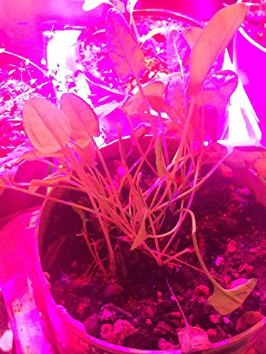 Roleadro ® 54w Led Grow Light Bar für Gewächshaus Pflanze IP65 Waterproof Blue and Red Light 550x30x30mm (1 ,54w) - 9