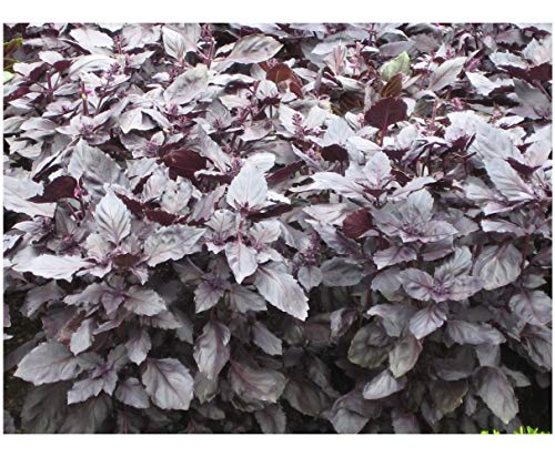 Premier Seeds Direct HRB09 Herb Basil Purple Ruffles Seeds (Pack of 600)