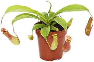 EXOTENHERZ Nepenthes Planta Carnívora Hazte con una antes que sea tarde