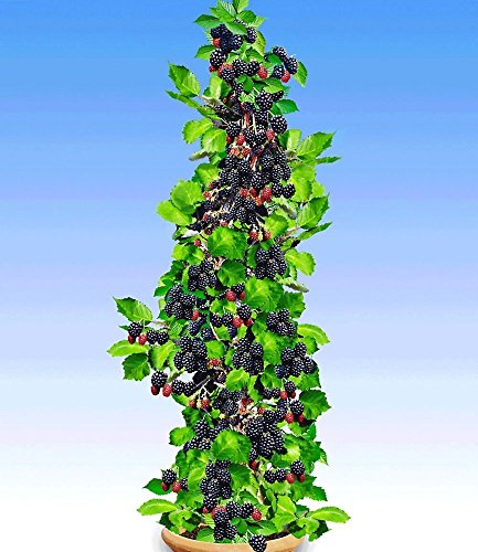 BALDUR-Garten Säulen-Brombeeren Navaho® ‚Big&Early‘, 1 Pflanze, Rubus fruticosa - 2