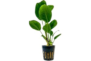 AquaOne Aquarium Pflanze Anubias heterophylla I Wasserpflanze Aquariumpflanze Wurzelstock/Rhizom voll durchwurzelt einfach pflegeleicht Aquascaping Dekoration