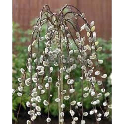 Amazon.co.uk dwarf willow tree