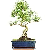 Junischnee, Bonsai, 11 Jahre, 46cm