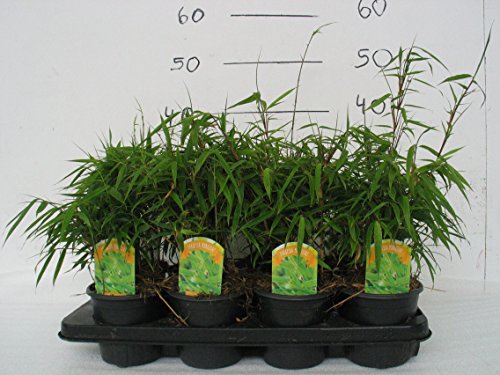 Fargesia murielae Jumbo,Gartenbambus 40-60 cm +/-,13cm Topf - 3