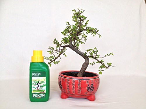 Bonsai Tree - Chinese Elm in Red Ceramic Pot + Feed