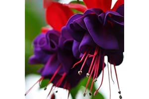 SVI 120PCS Purple Double Petals Fuchsia Seeds Potted Flower Seeds Potted Plants Hanging Fuchsia Flowers