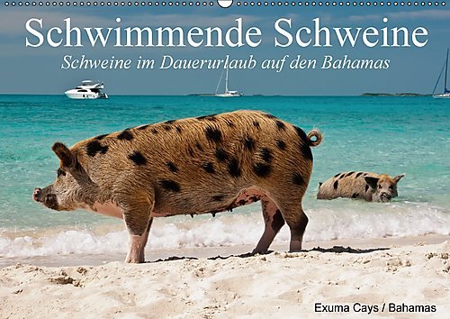 Schwimmende Schweine (Wandkalender 2017 DIN A2 quer): Glückliche Schweine im Dauerurlaub auf den Bahamas (Geburtstagskalender, 14 Seiten ) (CALVENDO Tiere)
