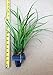 Produktbild GEOPONICS Coast Red Tree 24" - 36" Tall - Lands Baum Bildschirm - Sequoia sempervirens