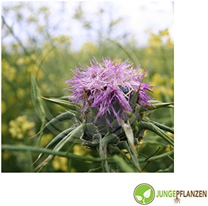 Herb Seeds - Mariendistel/Silybum marianum - Asteraceae 100 Seeds